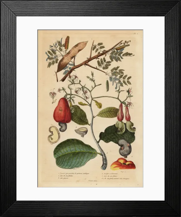 Framed Print : Gum arabic tree and cashew tree Framed Print : Gum arabic tree and cashew tree