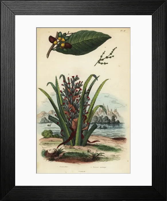 Framed Print : Marking nut and pinuela fruit Framed Print : Marking nut and pinuela fruit