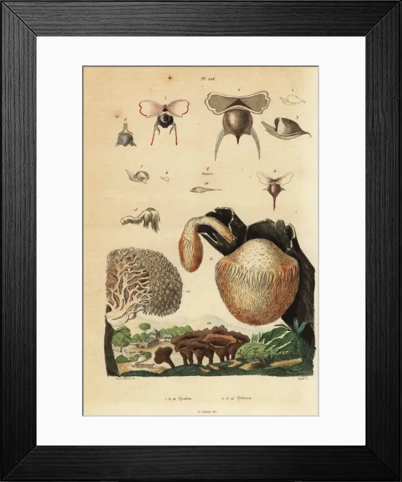 Framed Print : Sea snails and mushrooms Framed Print : Sea snails and mushrooms