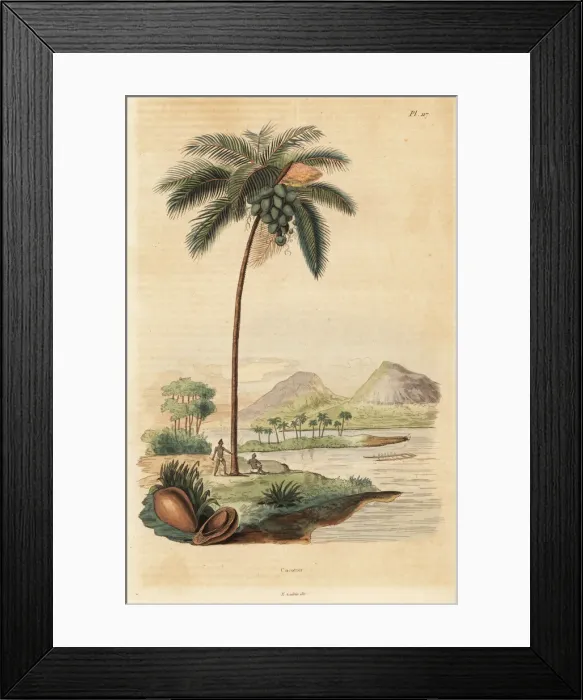 Framed Print : Coconut tree, Cocos nucifera Framed Print : Coconut tree, Cocos nucifera