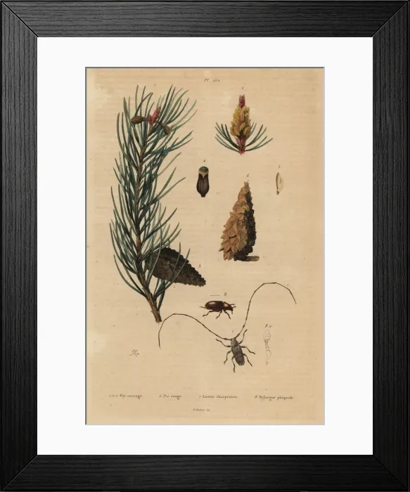 Framed Print : Scots pine and Norway pine Framed Print : Scots pine and Norway pine