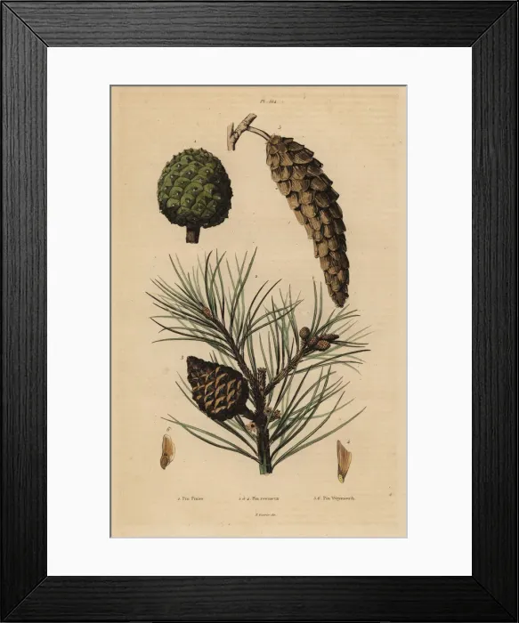Framed Print : Pine cones Framed Print : Pine cones