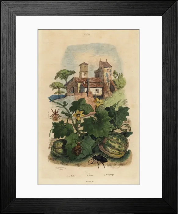 Framed Print : Melon, oil beetle and sheep ked Framed Print : Melon, oil beetle and sheep ked