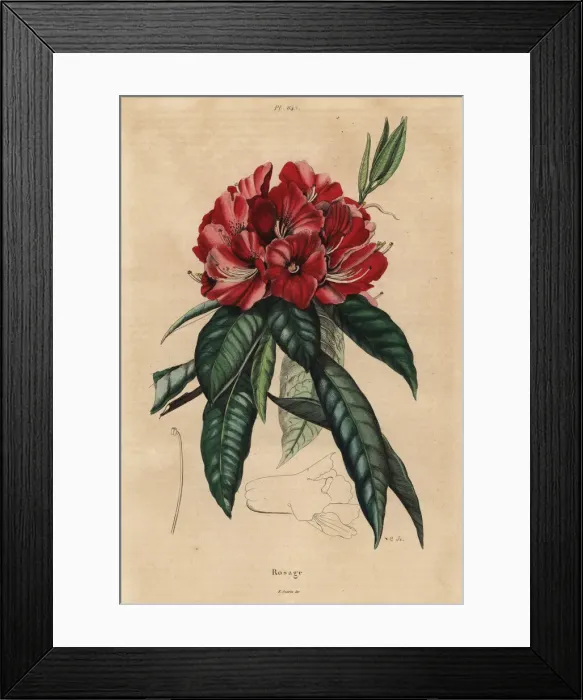 Framed Print : Tree rhododendron, Rhododendron arboreum Framed Print : Tree rhododendron, Rhododendron arboreum