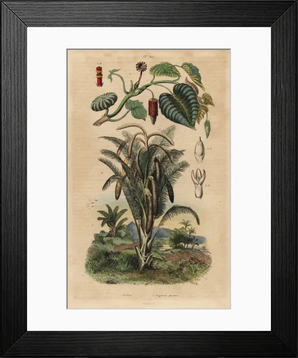 Framed Print : Sandbox tree and true sago palm Framed Print : Sandbox tree and true sago palm