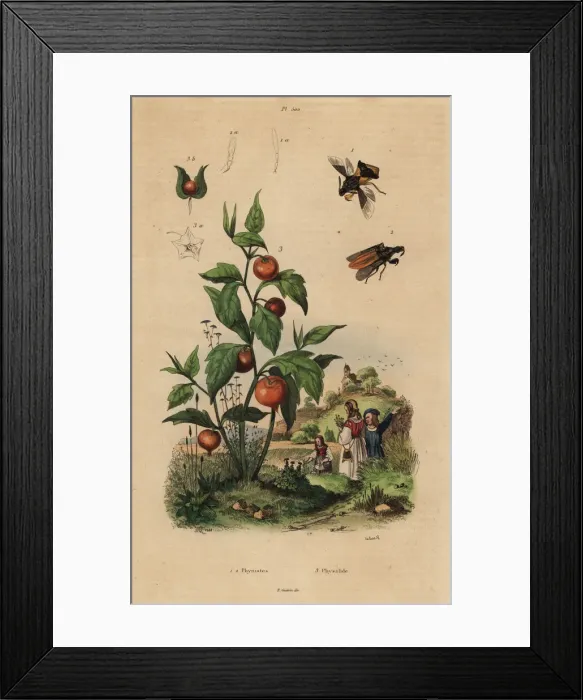 Framed Print : Ambush bug and Chinese lantern plant Framed Print : Ambush bug and Chinese lantern plant