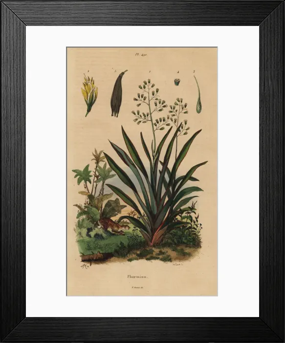Framed Print : New Zealand flax or harakeke, Phormium tenax Framed Print : New Zealand flax or harakeke, Phormium tenax