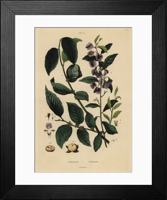 Framed Print : Persimmon fruit and tree hovea Framed Print : Persimmon fruit and tree hovea