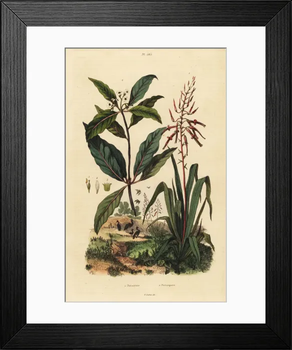 Framed Print : Pitcairnia and Victorian box tree Framed Print : Pitcairnia and Victorian box tree