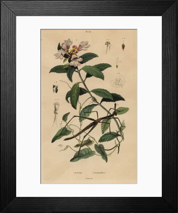 Framed Print : Stick insect and Victorian Christmas bush Framed Print : Stick insect and Victorian Christmas bush