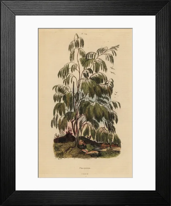 Framed Print : Plocama pendula shrub Framed Print : Plocama pendula shrub