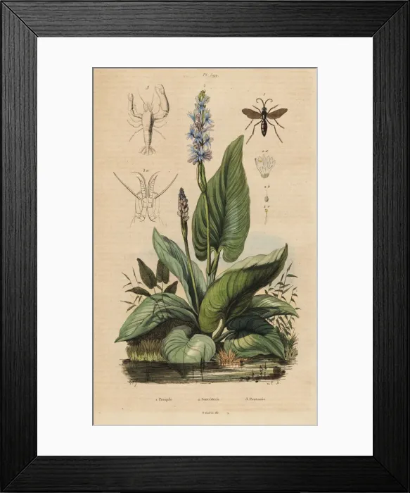 Framed Print : Spider wasp, pickerelweed and watchman prawn Framed Print : Spider wasp, pickerelweed and watchman prawn