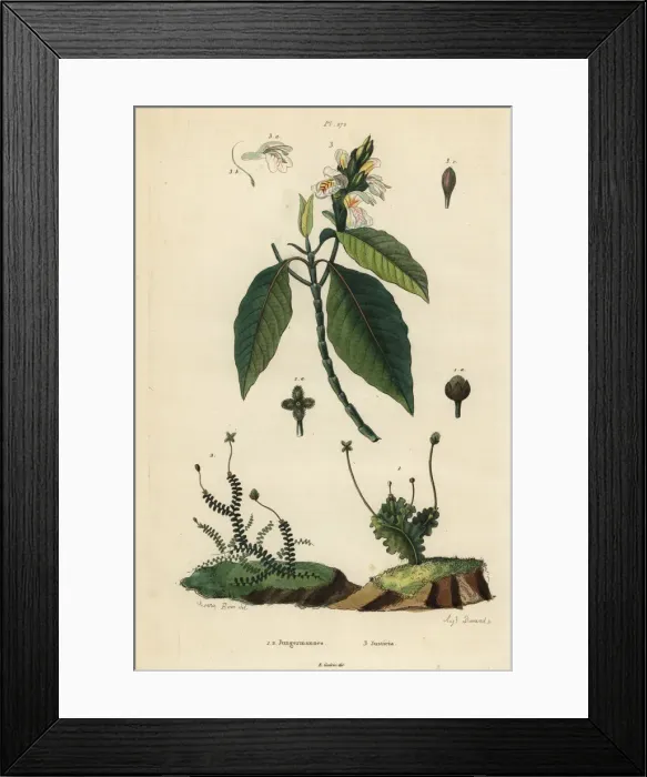Framed Print : Leafy liverworts and Malabar nut Framed Print : Leafy liverworts and Malabar nut