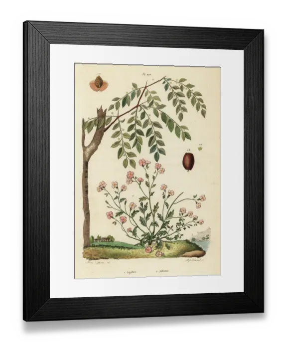 Framed Print : Jujube and Virginia stock Framed Print : Jujube and Virginia stock