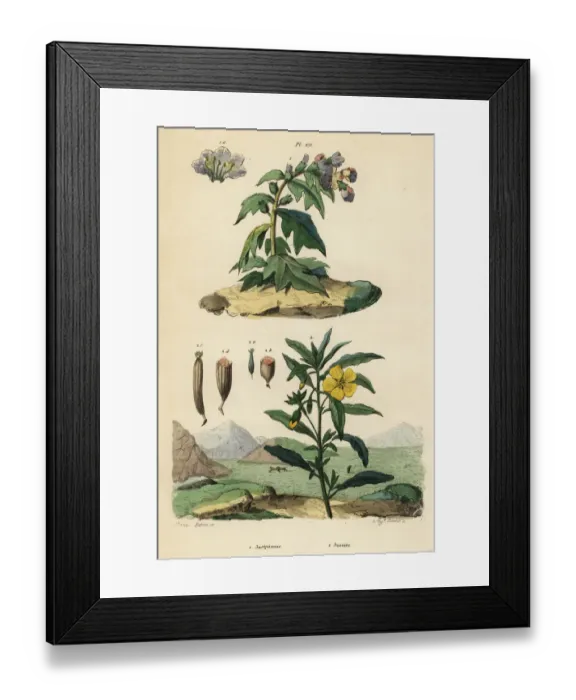 Framed Print : Black henbane and Peruvian primrose-willow Framed Print : Black henbane and Peruvian primrose-willow