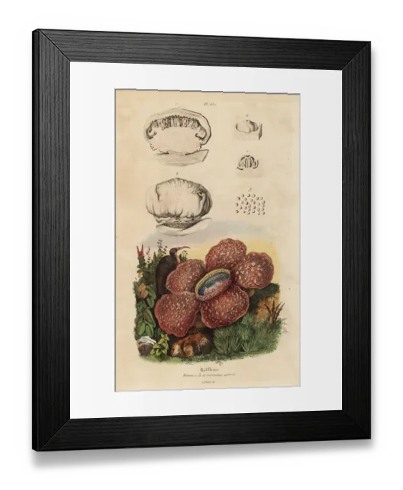 Framed Print : Corpse lily, Rafflesia arnoldii Framed Print : Corpse lily, Rafflesia arnoldii