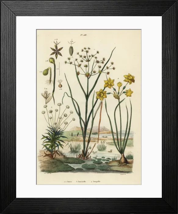 Framed Print : Rushes, pipewort and rush daffodil Framed Print : Rushes, pipewort and rush daffodil