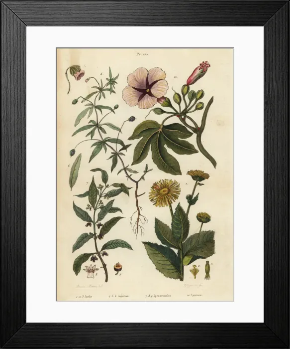 Framed Print : Elecampane, violet, ipecacuanha and ipomoea Framed Print : Elecampane, violet, ipecacuanha and ipomoea