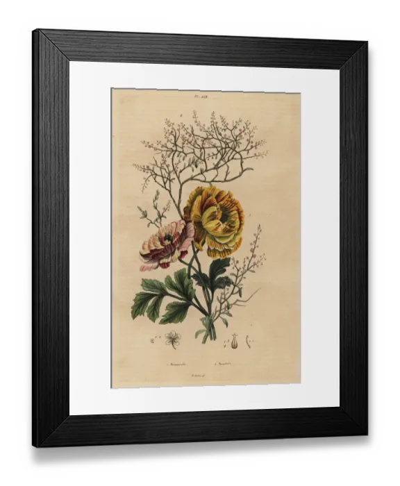 Framed Print : Persian buttercup and Chinese indigo Framed Print : Persian buttercup and Chinese indigo