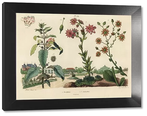 Josephine plant and stonecrops