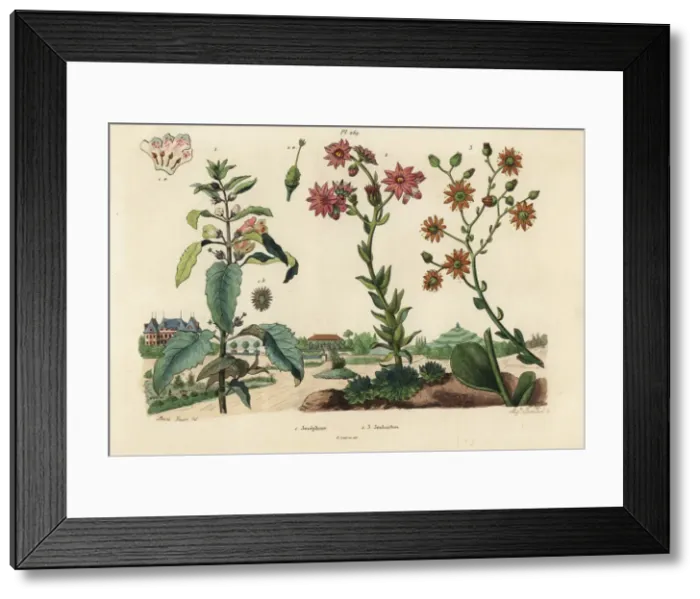 Framed Print : Josephine plant and stonecrops Framed Print : Josephine plant and stonecrops