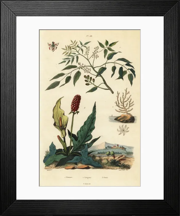 Framed Print : Gumbo-limbo, sea fan coral and cuckoopint Framed Print : Gumbo-limbo, sea fan coral and cuckoopint