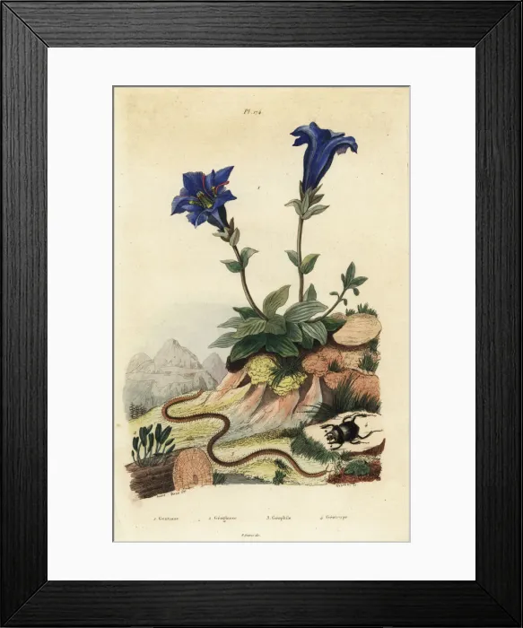 Framed Print : Gentian, clavaria, centipede and scarab beetle Framed Print : Gentian, clavaria, centipede and scarab beetle