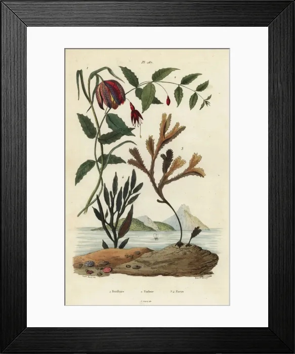 Framed Print : Snakes head fritillary, hummingbird fuchsia and seaweeds Framed Print : Snakes head fritillary, hummingbird fuchsia and seaweeds