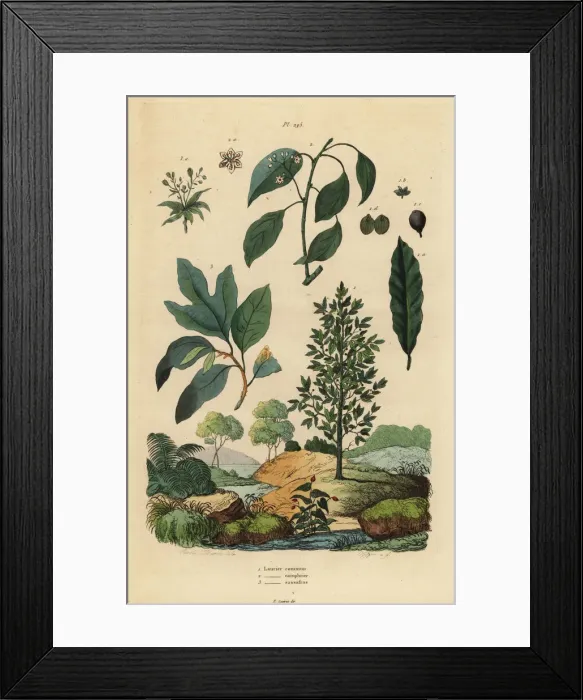 Framed Print : Bay laurel, camphor and sassafras Framed Print : Bay laurel, camphor and sassafras