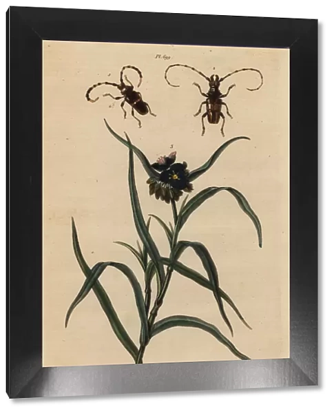 Beetles and spiderwort
