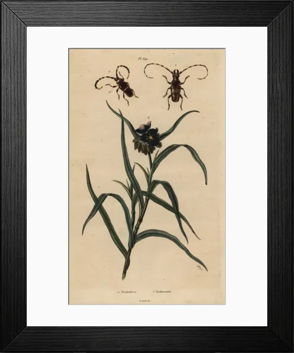 Framed Print : Beetles and spiderwort Framed Print : Beetles and spiderwort