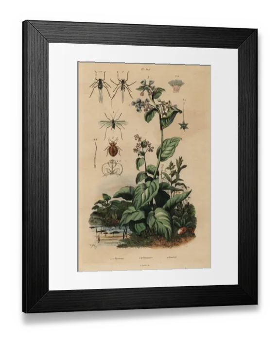 Framed Print : Virginia bluebells, aphids and bedbug Framed Print : Virginia bluebells, aphids and bedbug