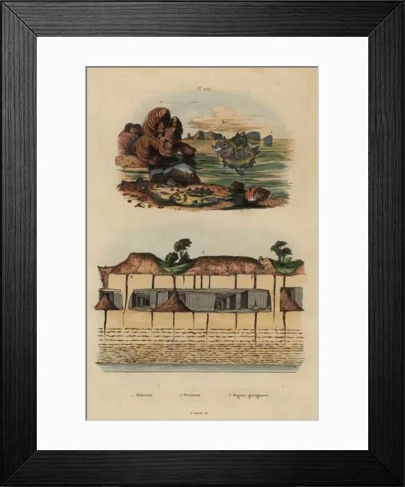 Framed Print : Fossil brachiopods, ox-eye oreo and geological organs Framed Print : Fossil brachiopods, ox-eye oreo and geological organs