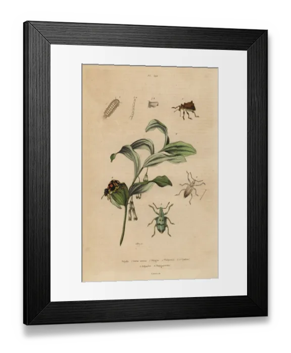Framed Print : Weevils, bristly millipede and King Solomon s-seal Framed Print : Weevils, bristly millipede and King Solomon s-seal