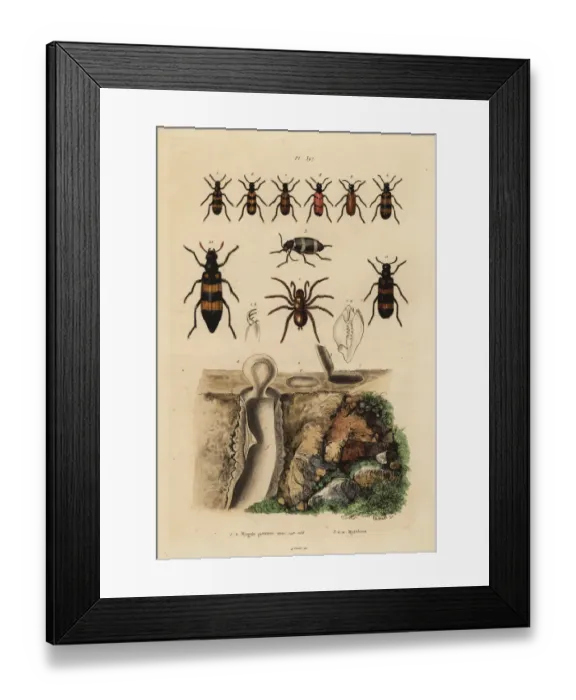 Framed Print : Mygalomorph trapdoor spider and its nest Framed Print : Mygalomorph trapdoor spider and its nest