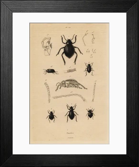 Framed Print : Darkling beetles, Pimelia species Framed Print : Darkling beetles, Pimelia species