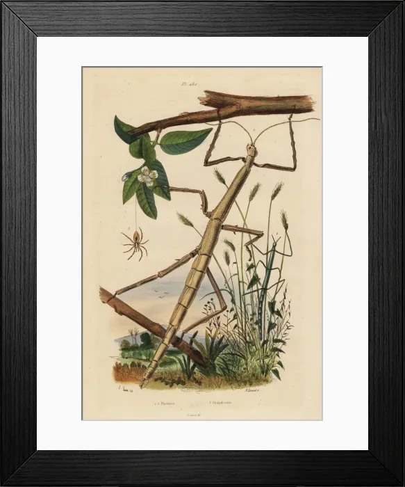 Framed Print : Stick insects or phasmids and wandering crab spider Framed Print : Stick insects or phasmids and wandering crab spider