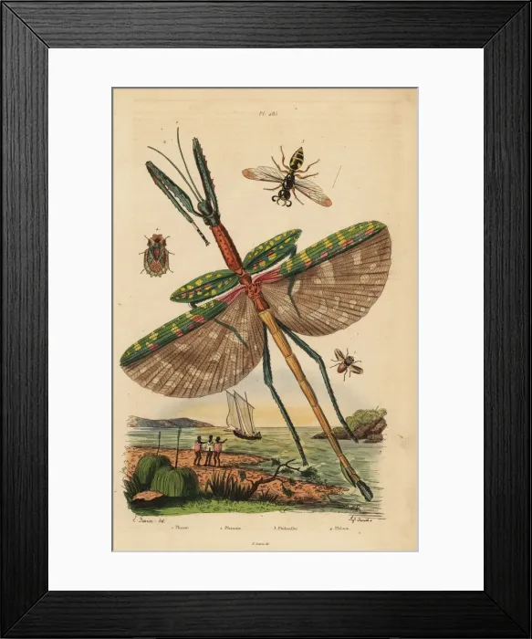 Framed Print : Goliath stick insect, fly, bee-killer wasp and bark bug Framed Print : Goliath stick insect, fly, bee-killer wasp and bark bug