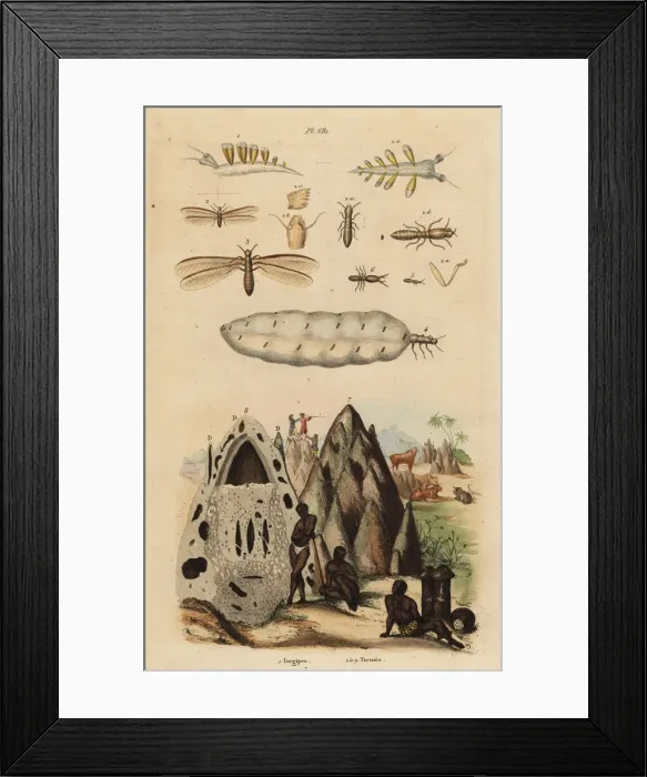 Framed Print : Harvester termite and mound, and sea slug Framed Print : Harvester termite and mound, and sea slug