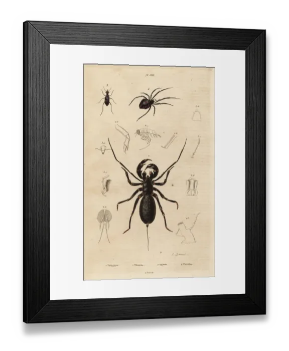 Framed Print : Giant whip scorpion, beetle and cobweb spider Framed Print : Giant whip scorpion, beetle and cobweb spider