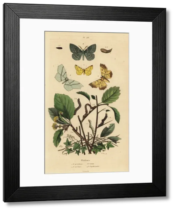 Framed Print : Geometer moths Framed Print : Geometer moths