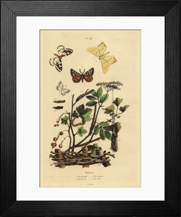 Framed Print : Geometer moths Framed Print : Geometer moths