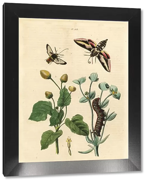 Spurge hawk-moth, hornet moth and toothache plant