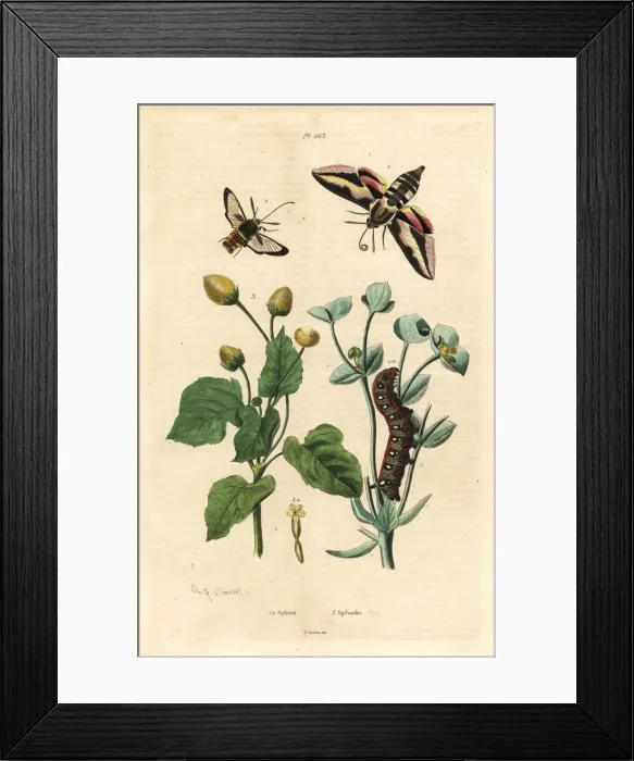 Framed Print : Spurge hawk-moth, hornet moth and toothache plant Framed Print : Spurge hawk-moth, hornet moth and toothache plant
