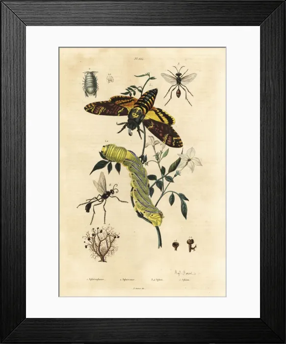 Framed Print : Deaths head hawkmoth, digger wasps, ball lichen Framed Print : Deaths head hawkmoth, digger wasps, ball lichen