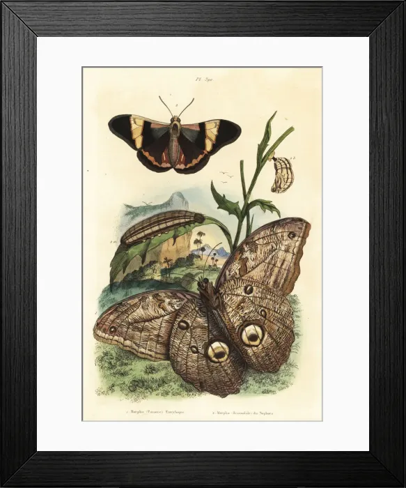 Framed Print : Forest giant owl butterfly, Caligo eurilochus Framed Print : Forest giant owl butterfly, Caligo eurilochus