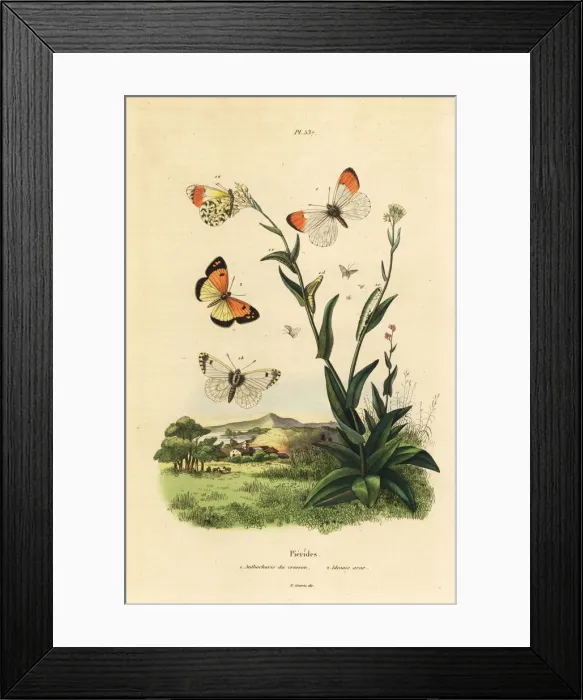Framed Print : Orange tip and blue-spotted Arab Framed Print : Orange tip and blue-spotted Arab