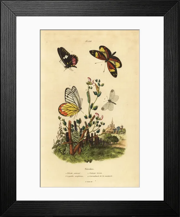 Framed Print : Pierid butterflies Framed Print : Pierid butterflies