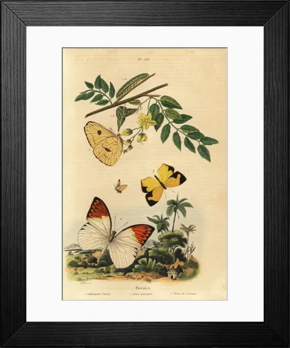 Framed Print : Pierid butterflies Framed Print : Pierid butterflies