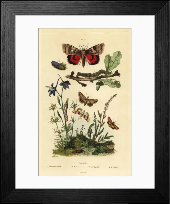 Framed Print : Noctua butterflies Framed Print : Noctua butterflies